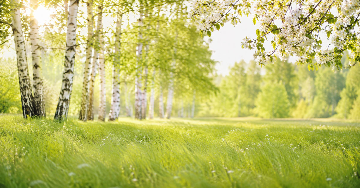 Sonnige Frühlingswiese mit Birken und blühenden Zweigen — Symbol für Allergiesaison und Hyposensibilisierung
