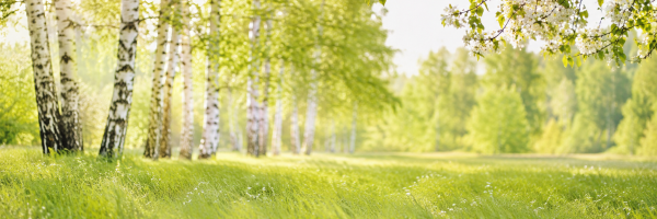 Sonnige Frühlingswiese mit Birken und blühenden Zweigen — Symbol für Allergiesaison und Hyposensibilisierung